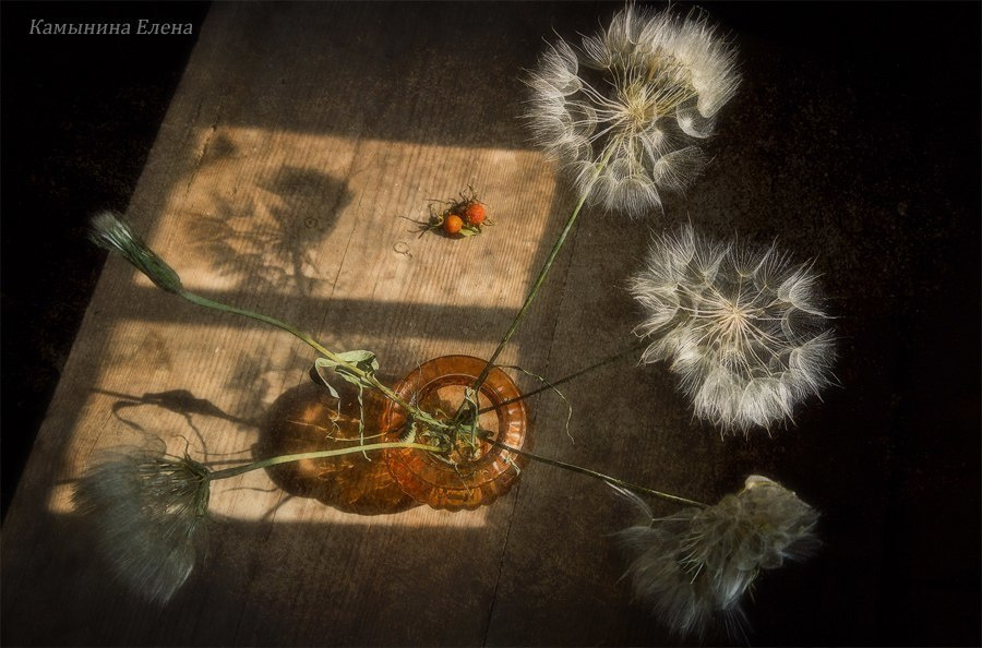 Натюрморт. Фотограф Елена Камынина