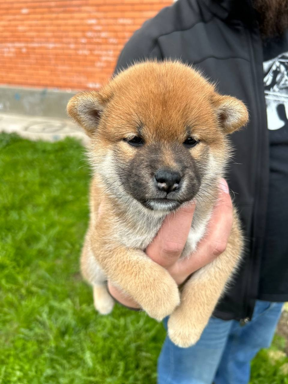 сиба питомник Рубилайт щенки на продажу rubylight  сиба щенки купить СПб Санкт-Петербург