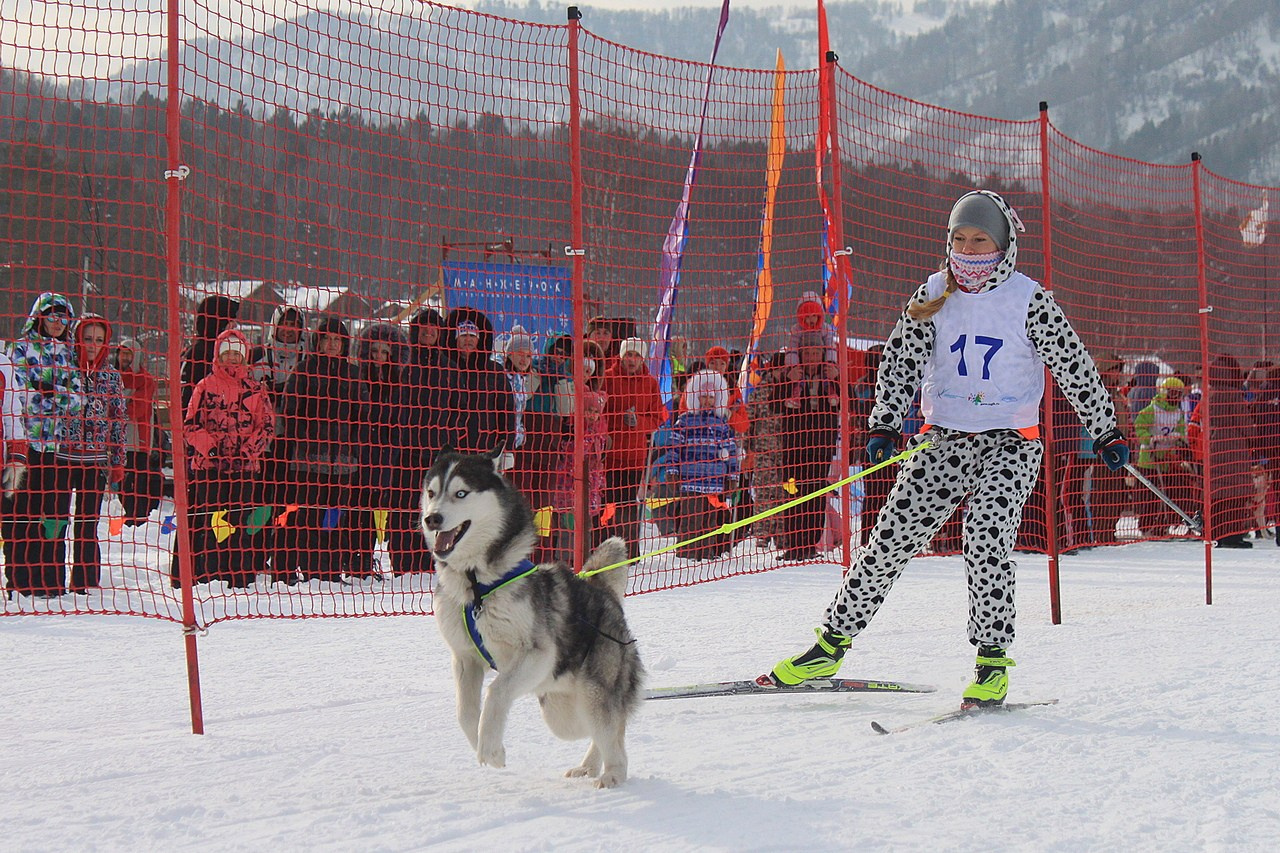 Манжерок. Гонки на собачьей упряжке