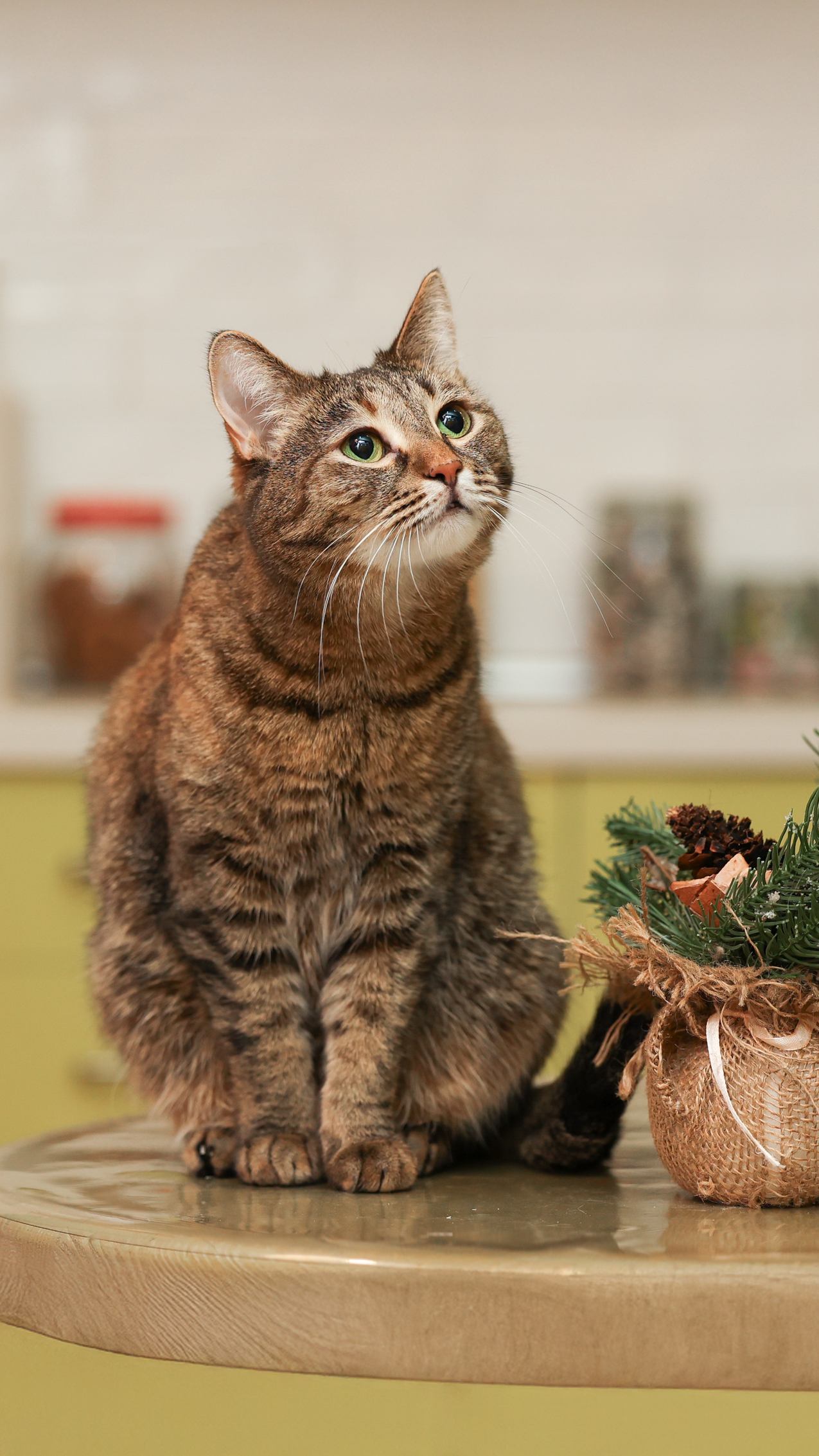 Новогодние питомцы. Художник Варвара Форс