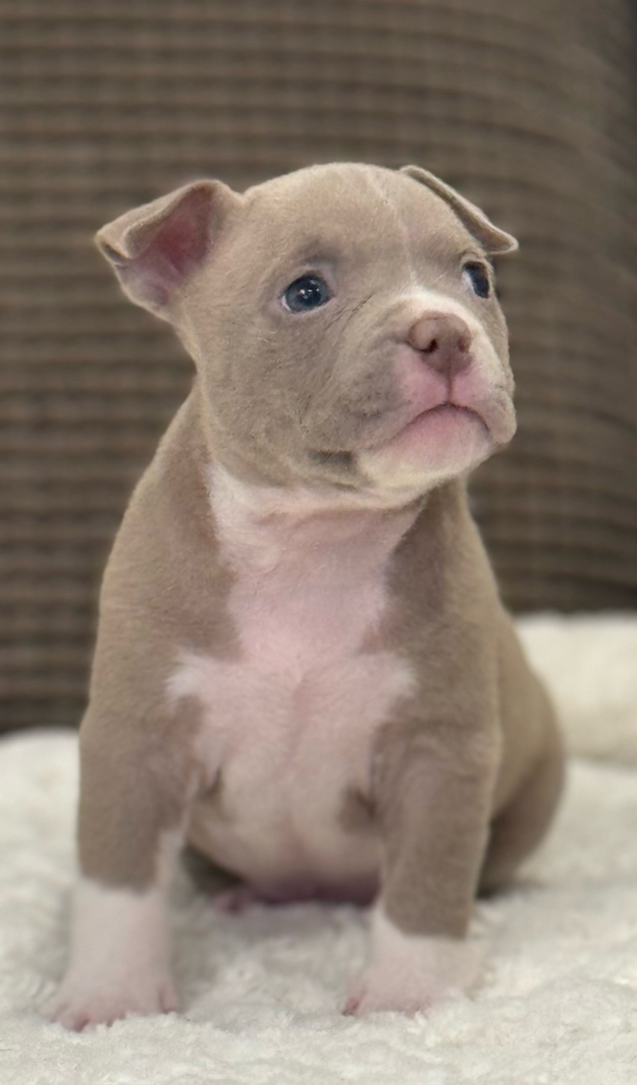 купить щенка American Bully в Екатеринбурге 