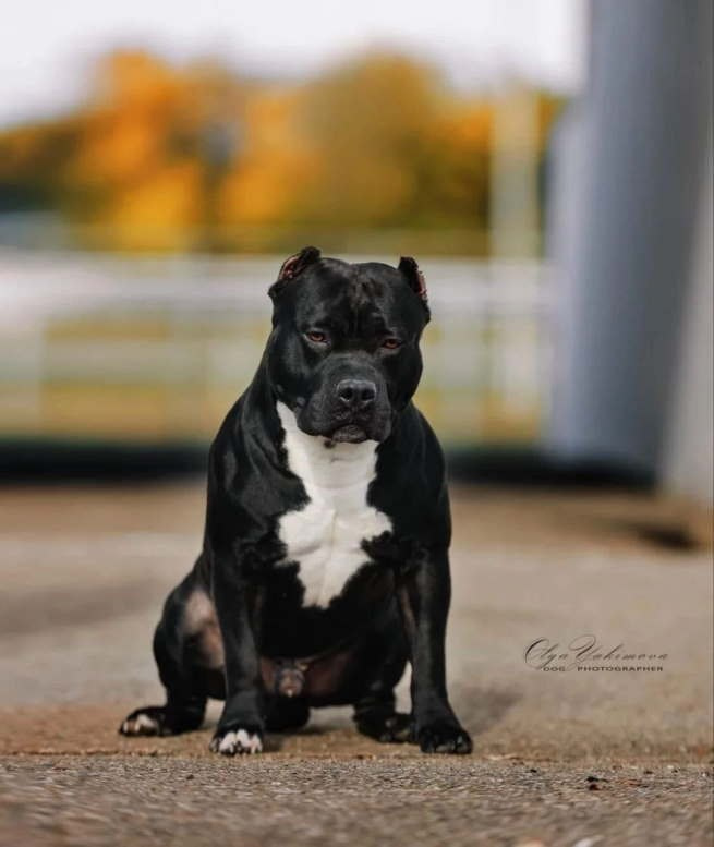 Черный американский булли покет