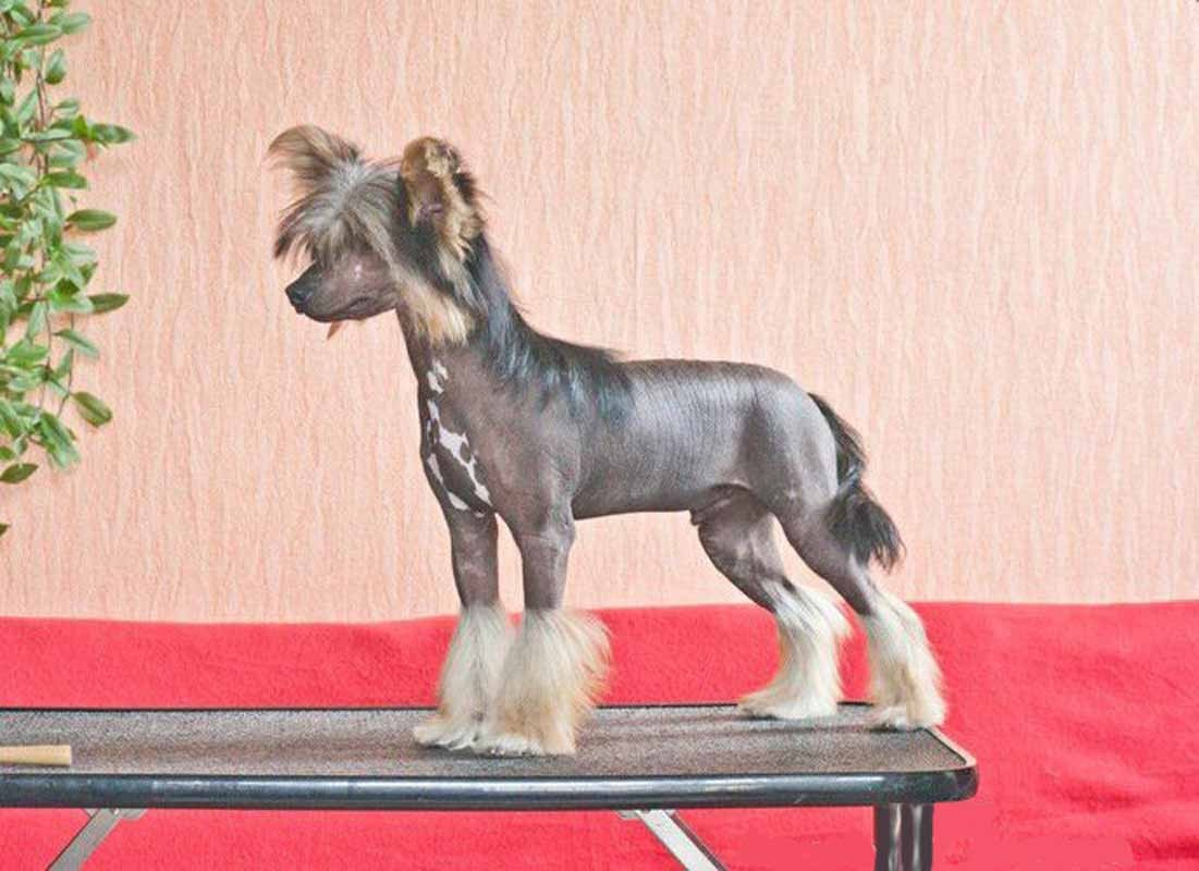 Нерону (Zlato Dinastii Neron) — 14 лет. Поздравляем тебя, наш знаменитый папа!. Питомник китайских хохлатых собак Poale Ell: купить щенка