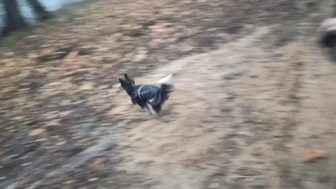 Рейко сынок Честера. Питомник китайских хохлатых собак Poale Ell: купить щенка в питомнике