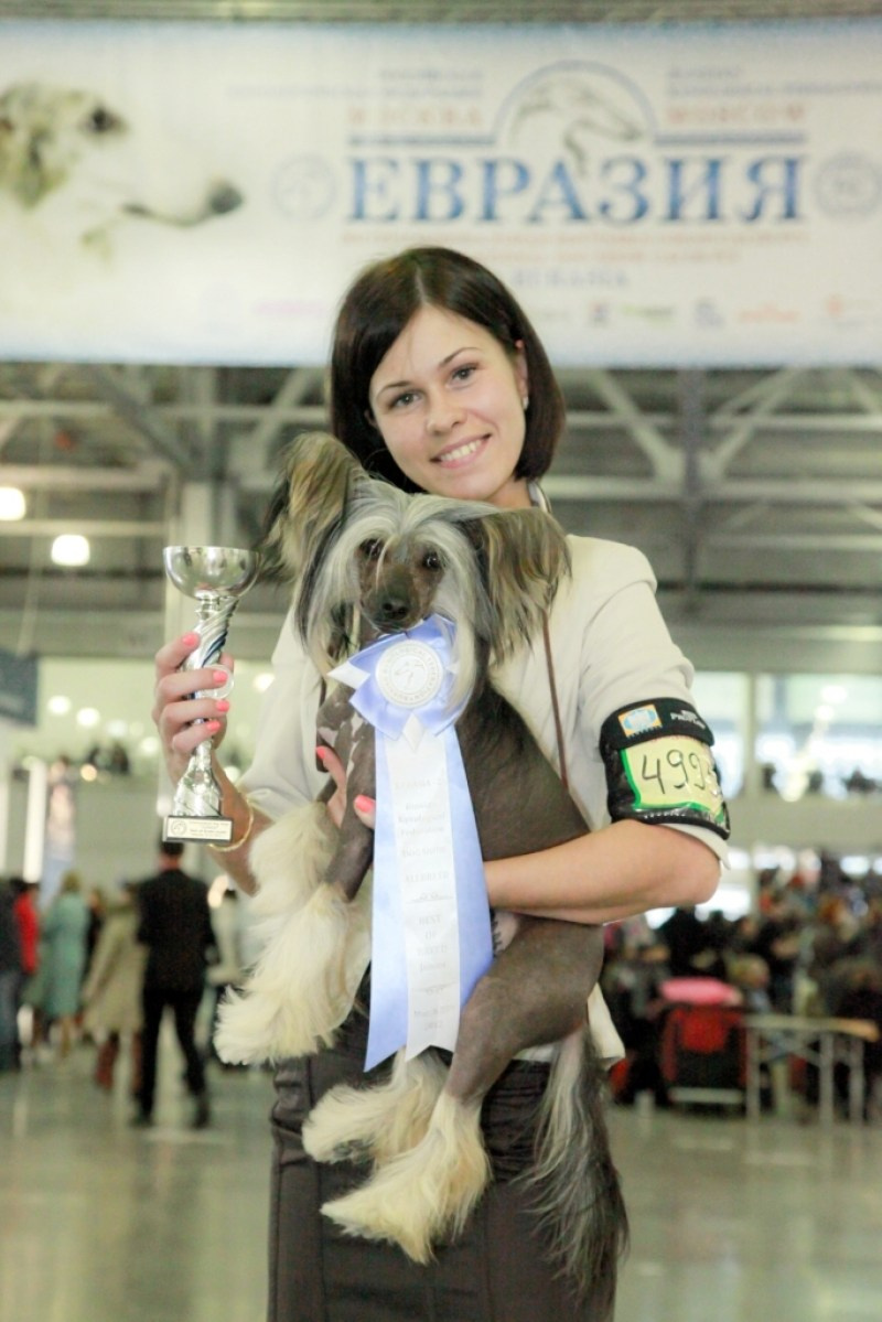 Нерону (Zlato Dinastii Neron) — 14 лет. Поздравляем тебя, наш знаменитый папа!. Питомник китайских хохлатых собак Poale Ell: купить щенка
