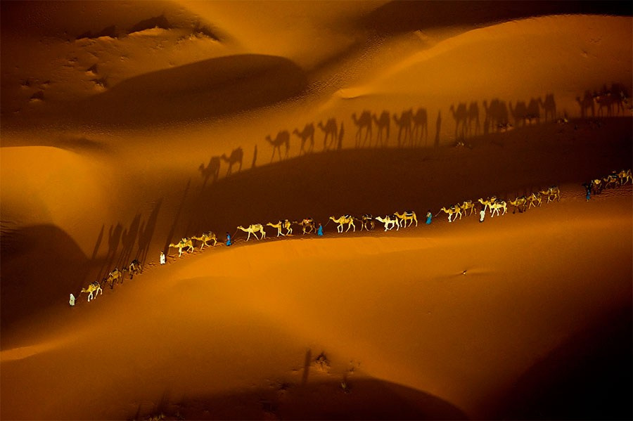 фотография Арта Вульфа с животным, вписанным в природный ландшафт