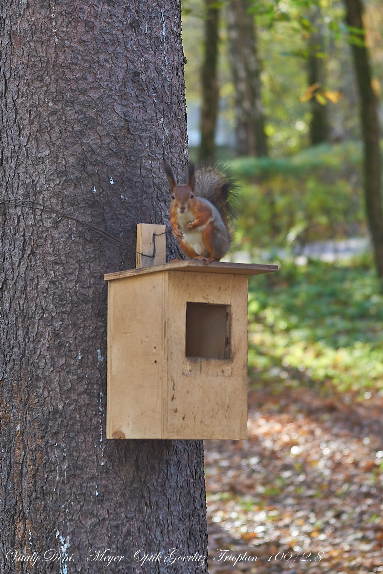 Красота осеннего парка!. Сайт фотографа Виталия Дени