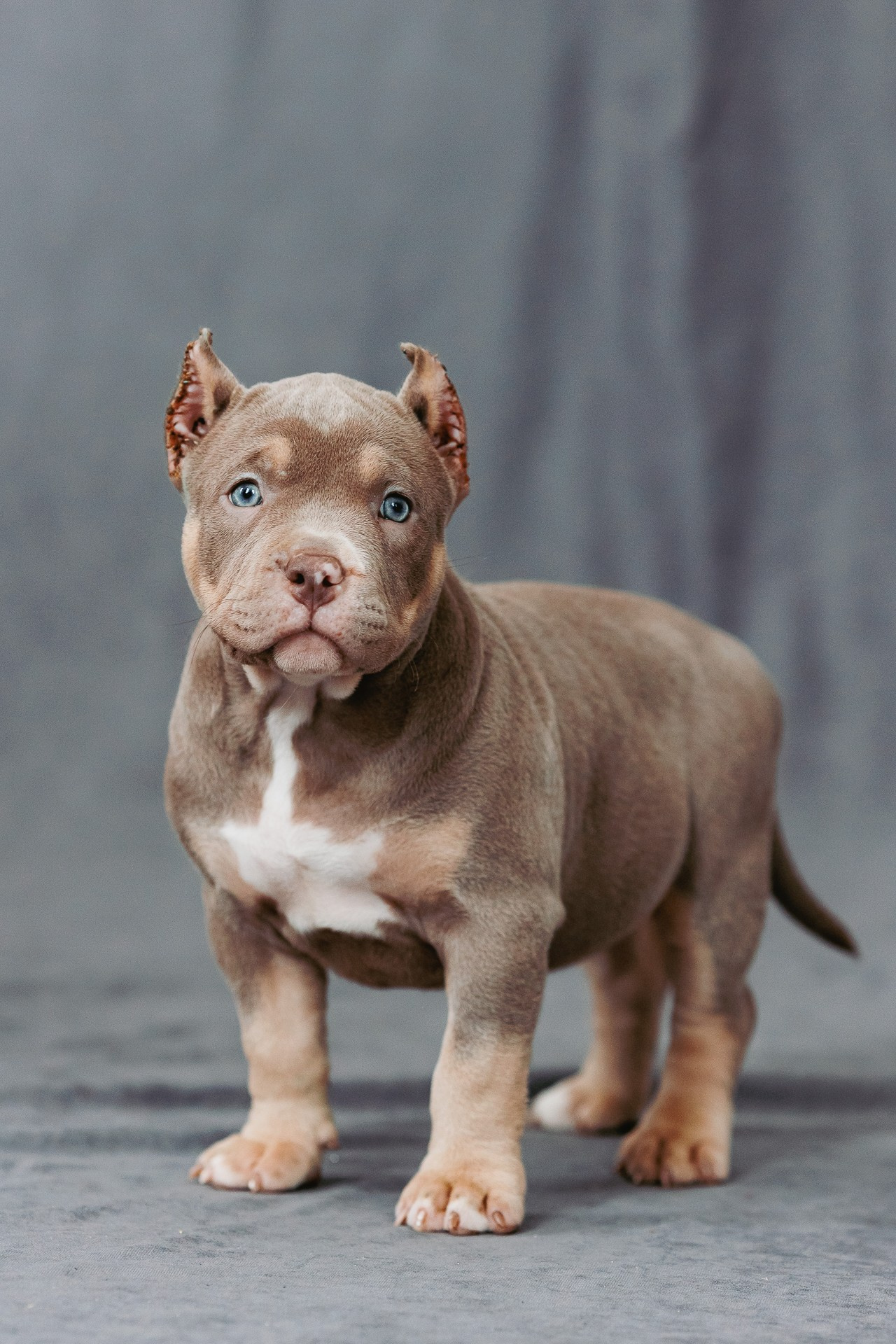 Щенки. Фотосъёмка для бизнеса — предметное фото, репортаж с мероприятий, портреты людей, съёмка интерьера и экстерьера