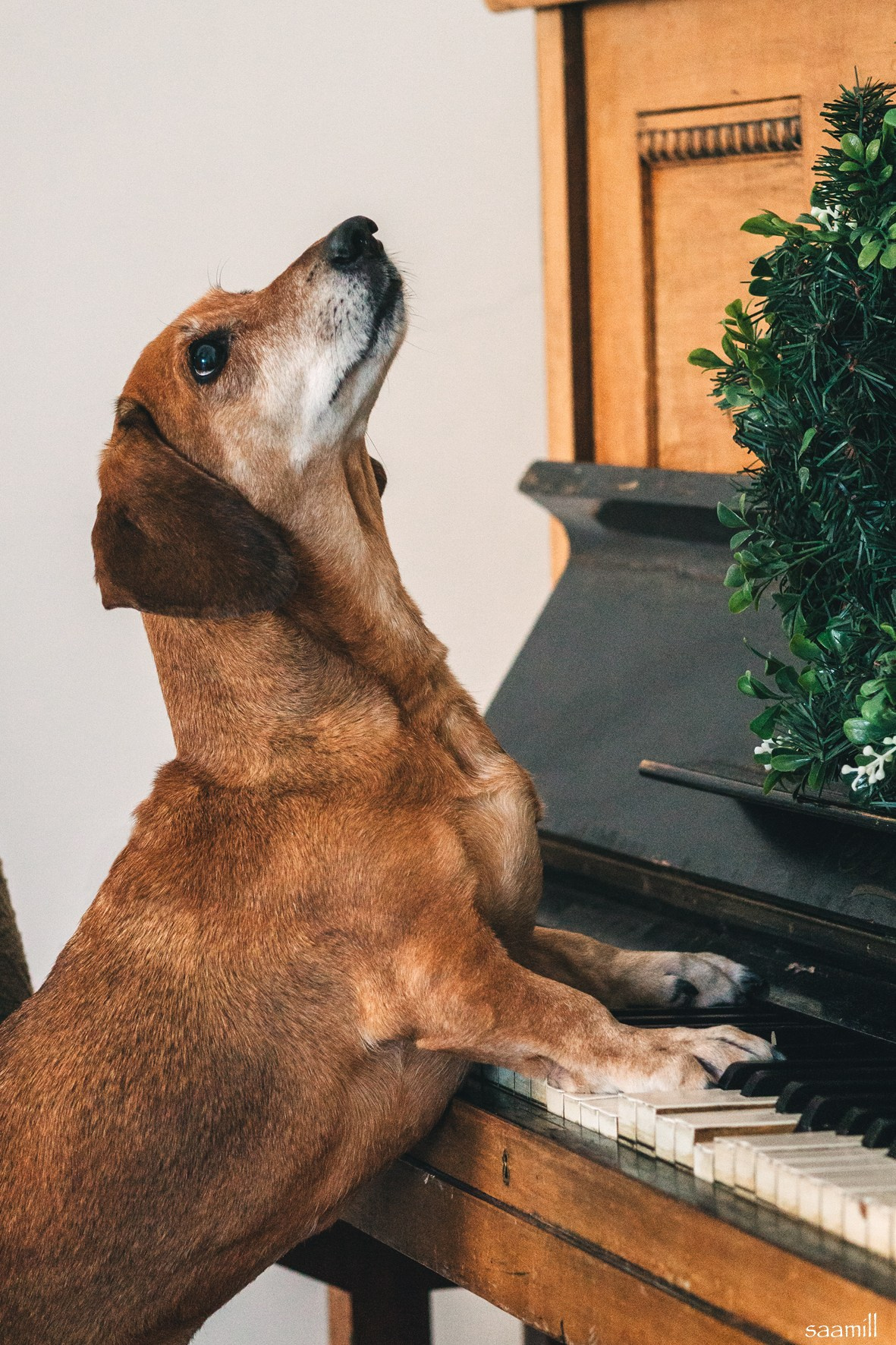 Life with dog. Saamill