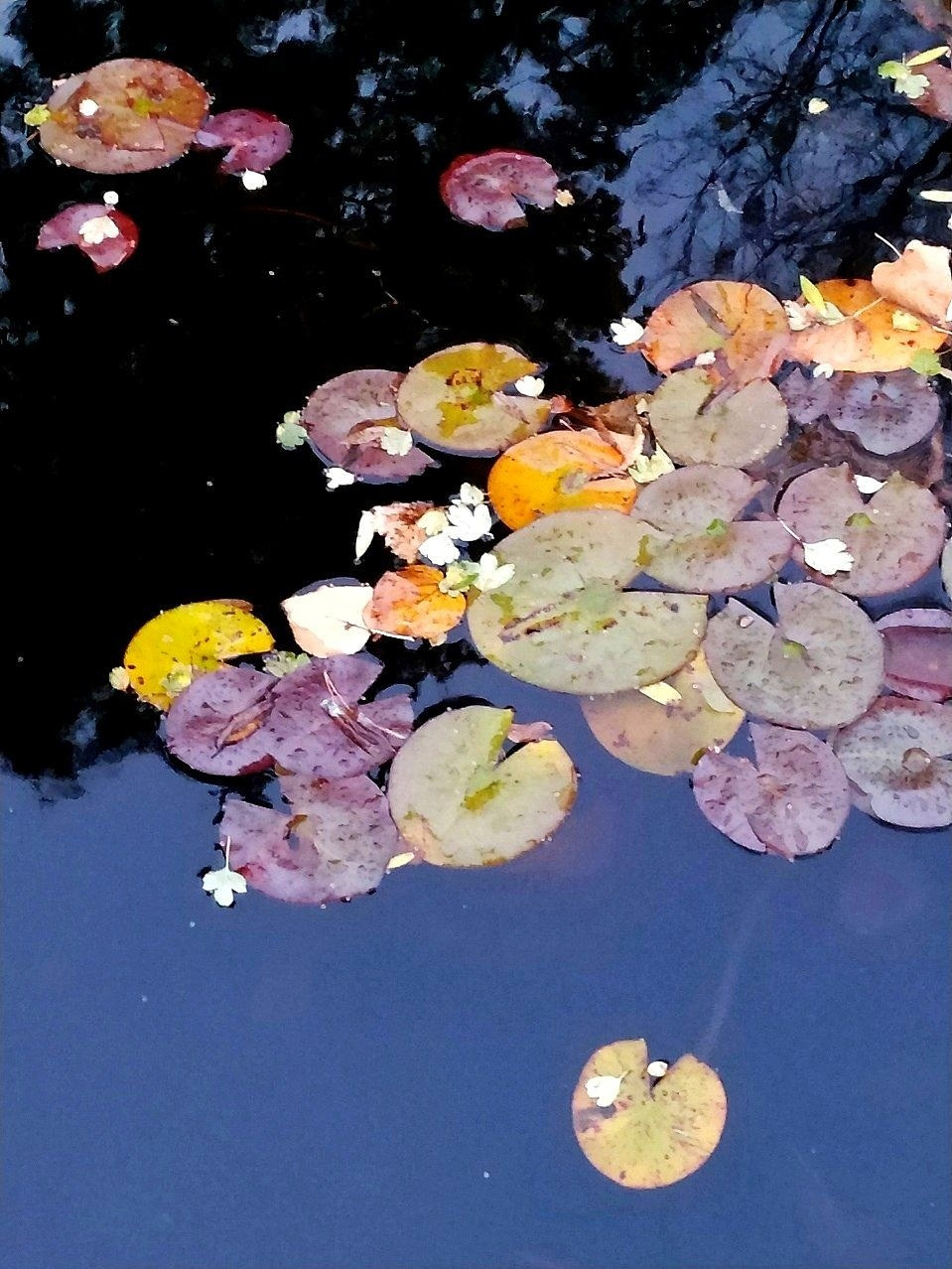 Настасья Проценко. Фотограф