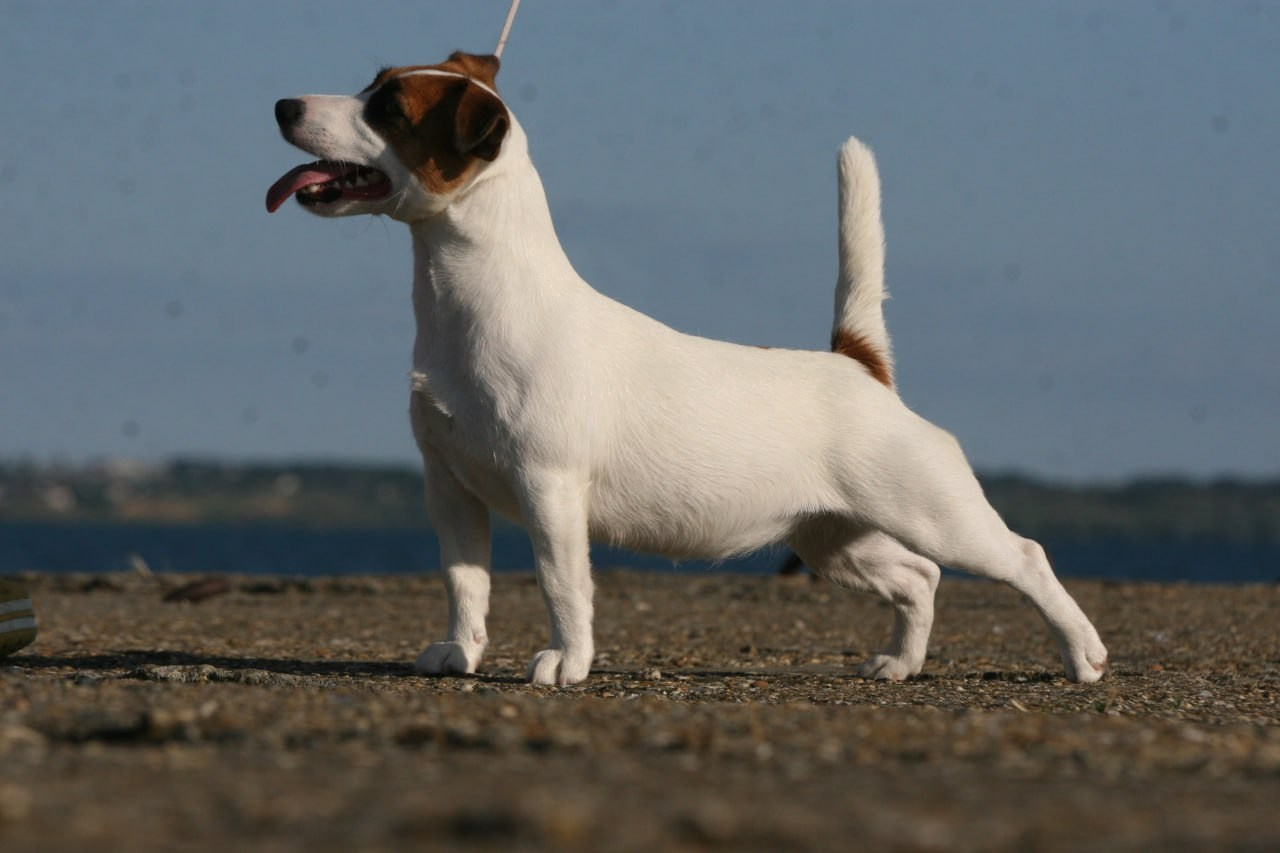 Lovely-Orange Money Money. Lovely-Orange питомник джек рассел терьеров