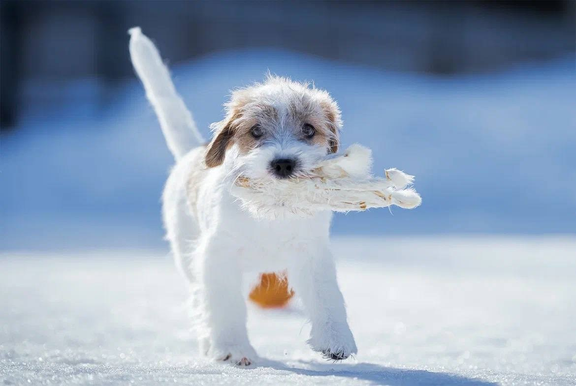 Сука 1. Lovely Orange kennel Jack Russell Terrier FCI/RKF