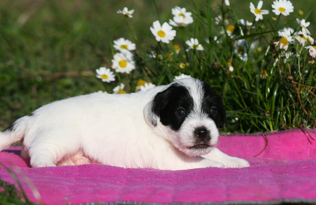 Кобель. Lovely-Orange питомник джек рассел терьеров