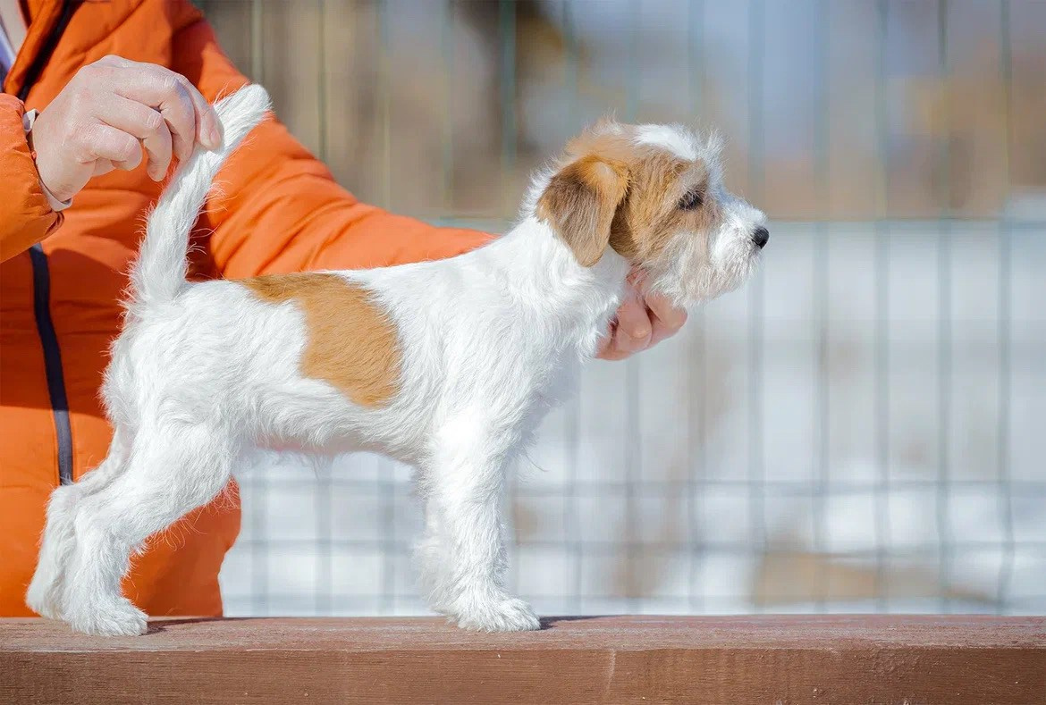 Сука 1. Lovely Orange kennel Jack Russell Terrier FCI/RKF