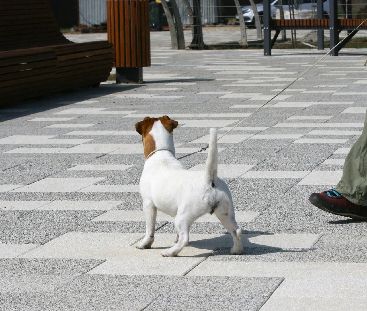 Diskaydzheks Uma Turman. Lovely-Orange питомник джек рассел терьеров