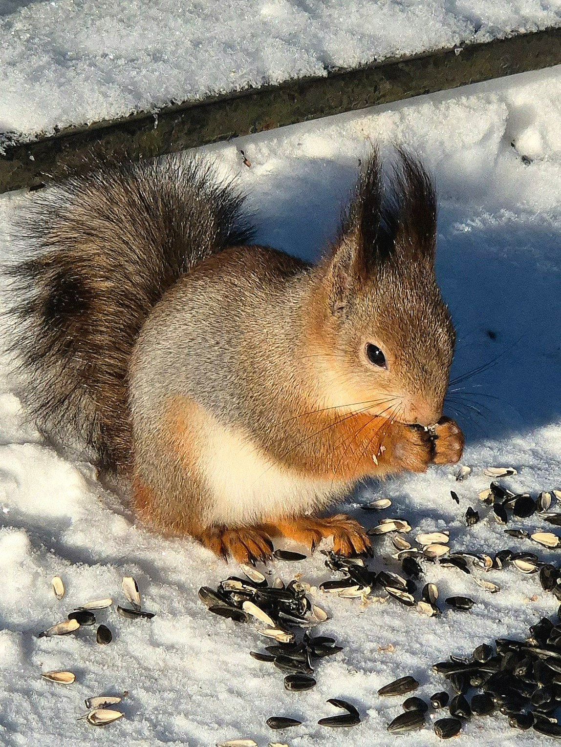 В парке подкармливают зверюшек и птичек - полно ручных белочек, синичек