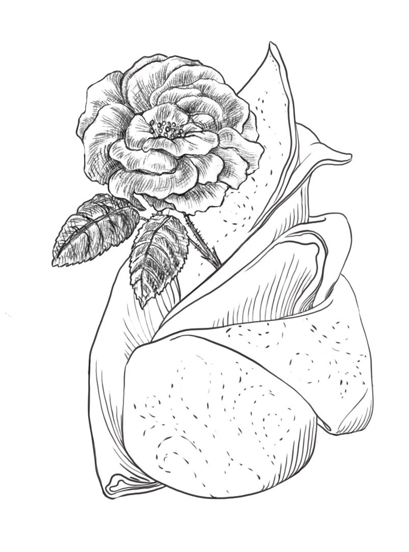 ЗАСТОЛЬЕ КАК ИСКУССТВО. ТРАПЕЗЫ В РОССИИ В XVIII — НАЧАЛЕ XX ВЕКА: МЕНЮ, СЕРВИРОВКА, ЭТИКЕТ. Официальный сайт художника Перепеченовой Анны