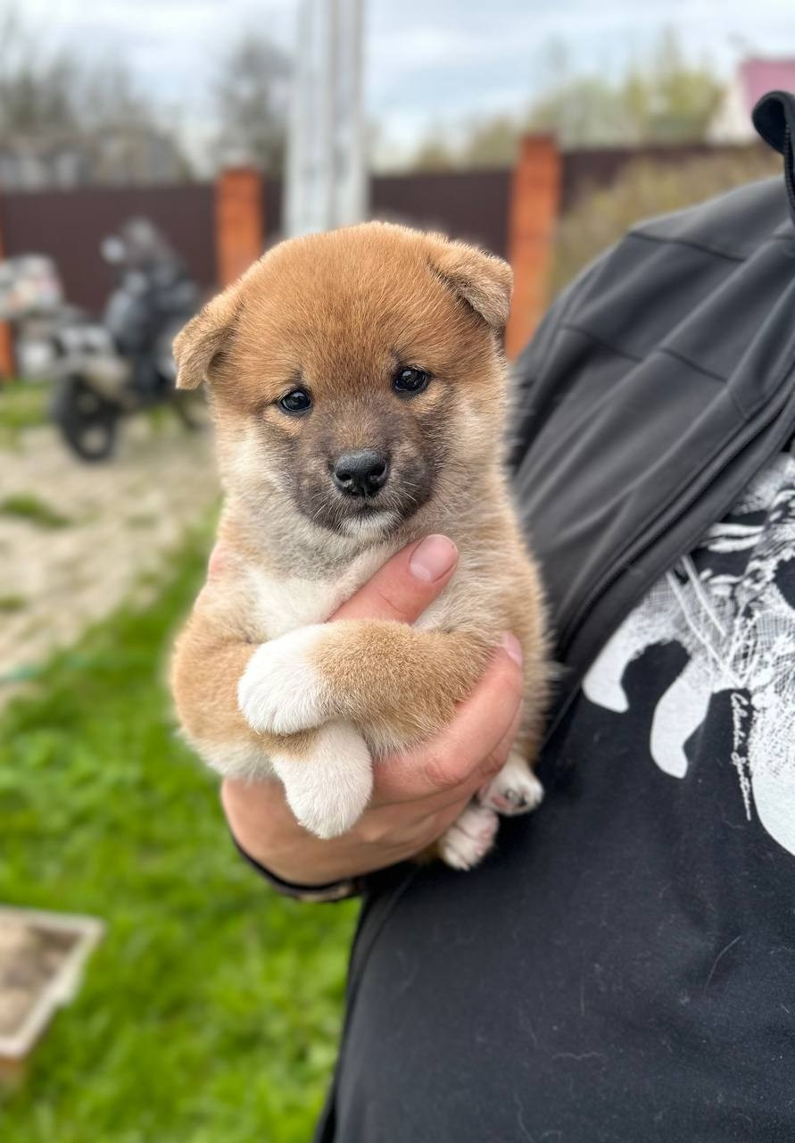 Сиба Rubylight Fumiko питомник Рубилайт