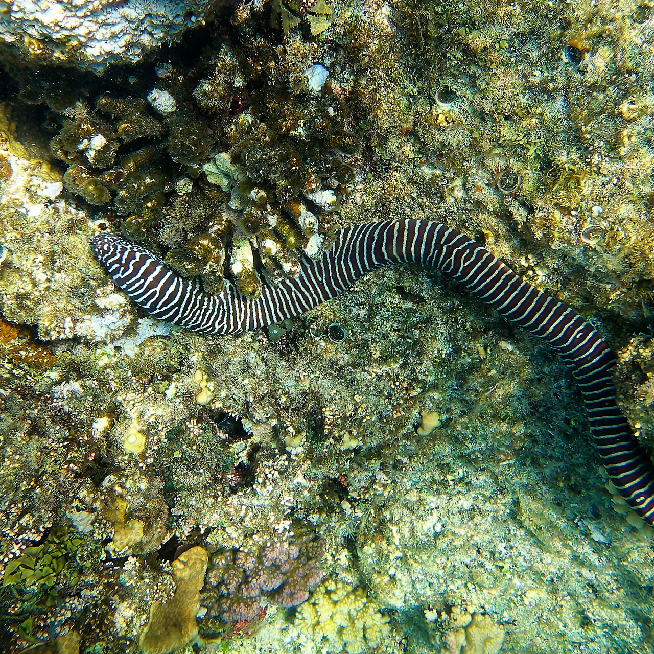 Рыбов показываю