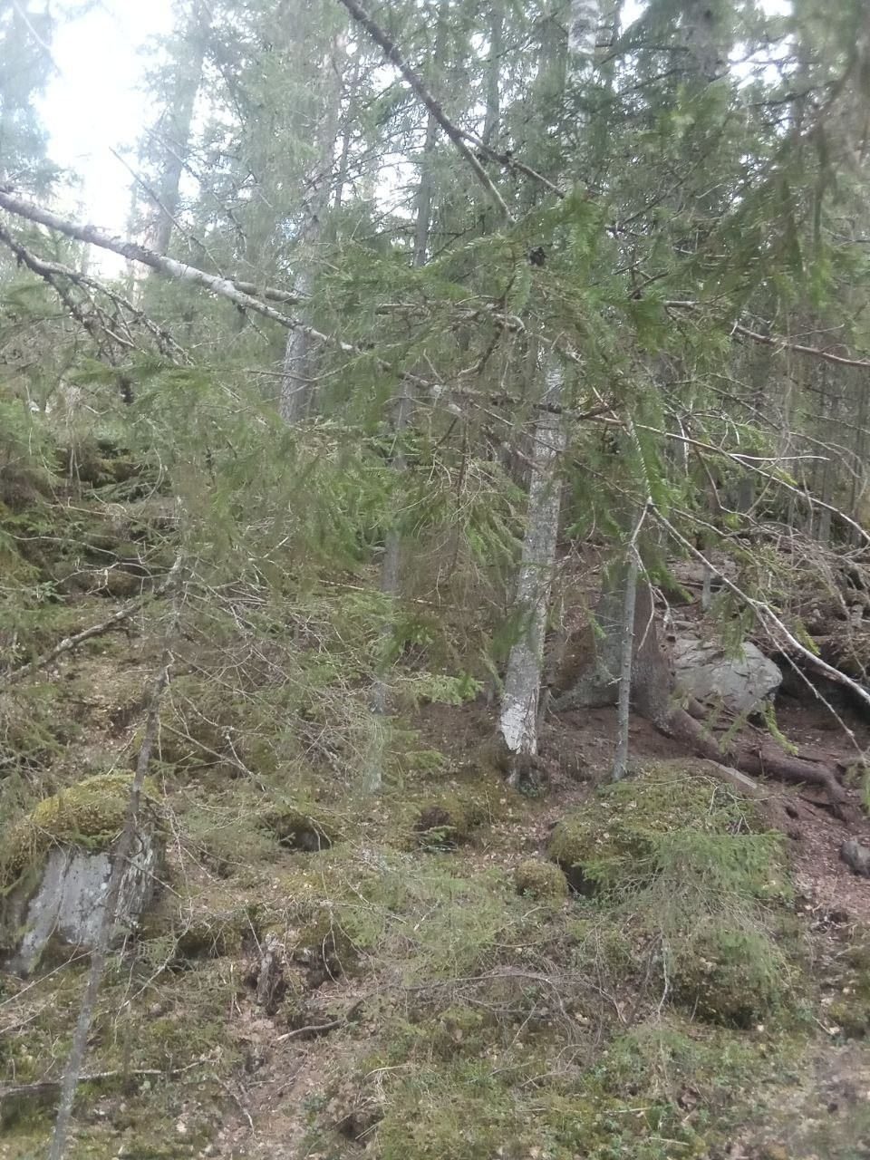 Карелия, май 2022. Фотограф Анатолий Мелентьев
