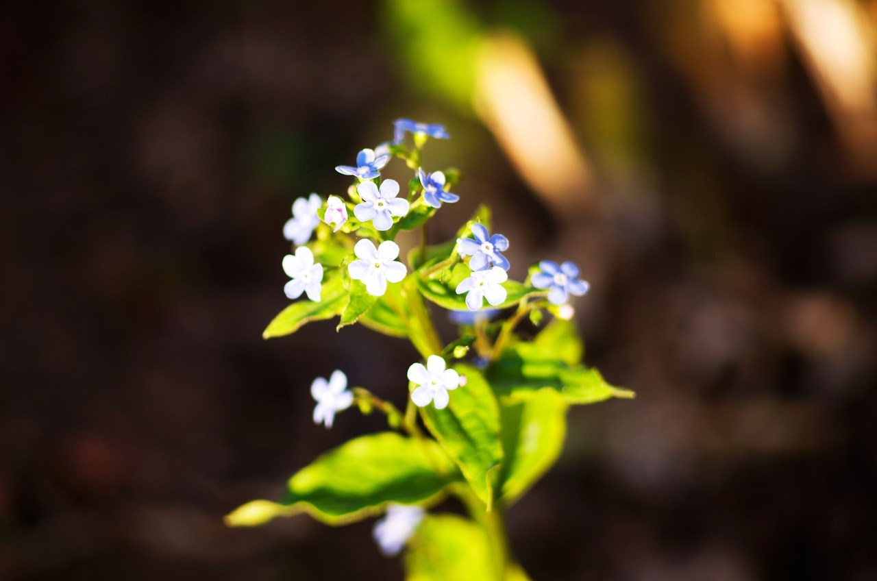Дары Природы. Sreda fotoArt