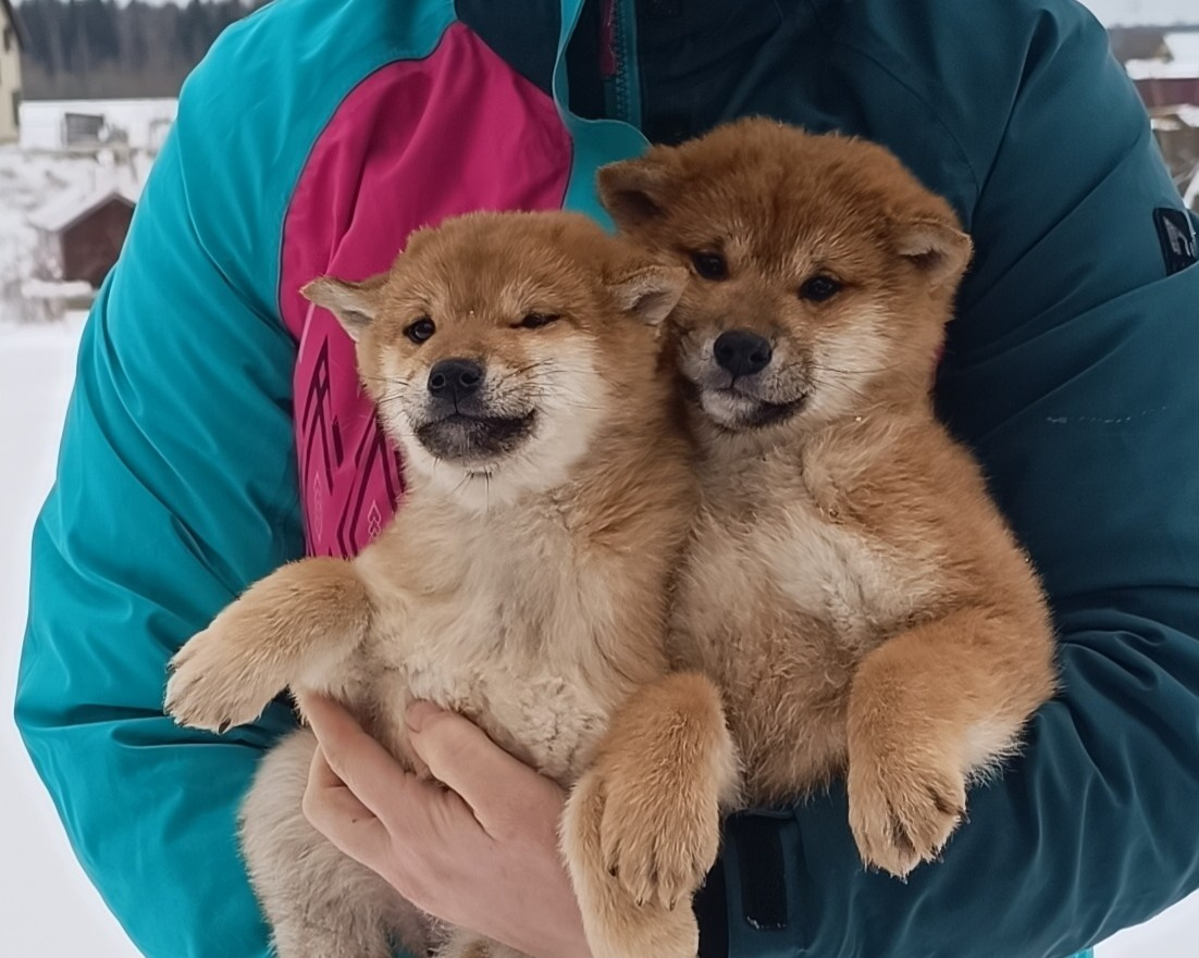 Помет E общий. AMERICAN AKITA RUBYLIGHT KENNEL I SHIBA-INU