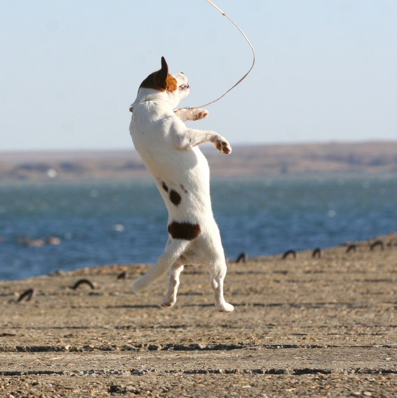 Lovely-Orange Avrora. Lovely-Orange питомник джек рассел терьеров