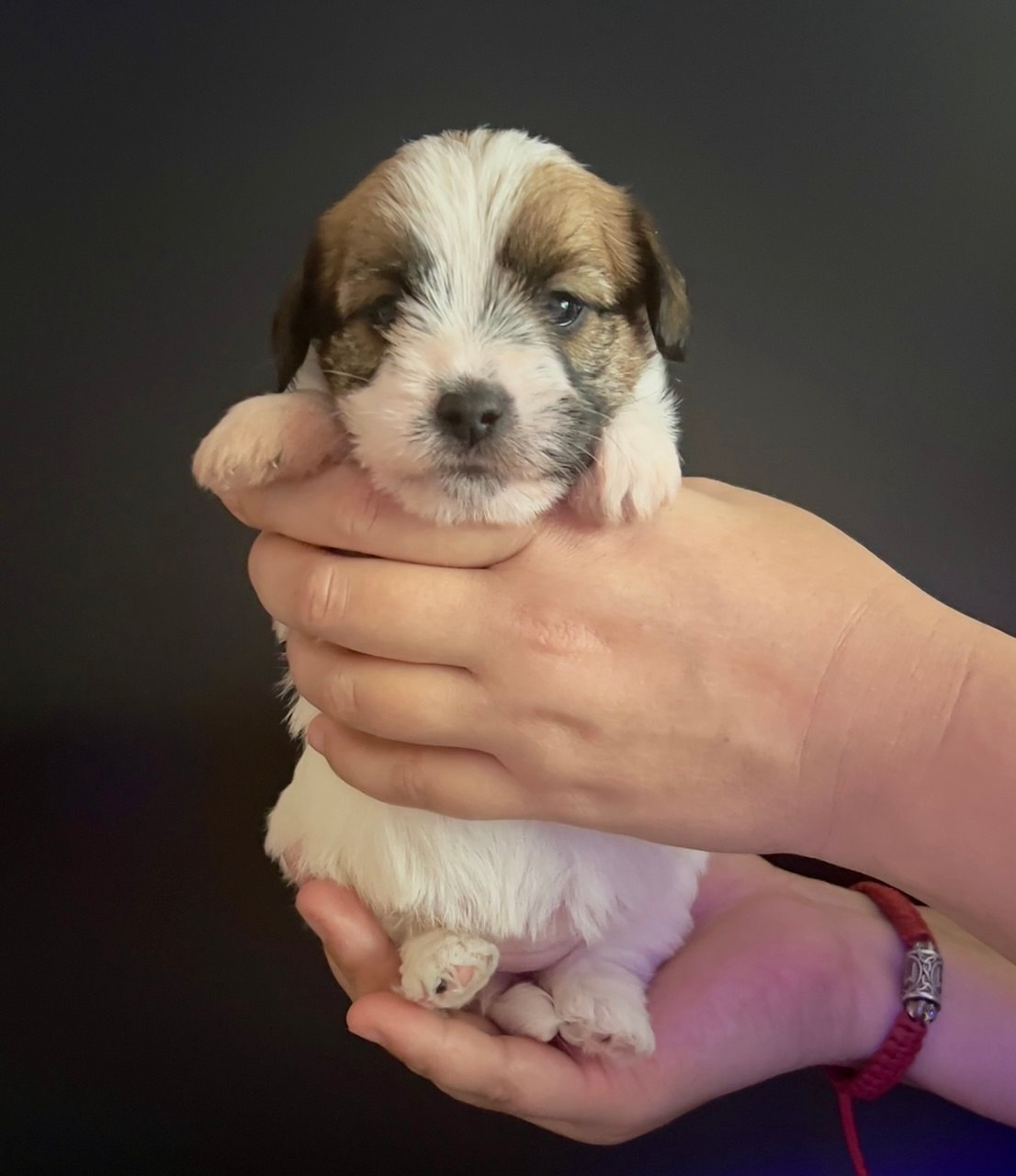 Сука 6. Lovely-Orange питомник джек рассел терьеров