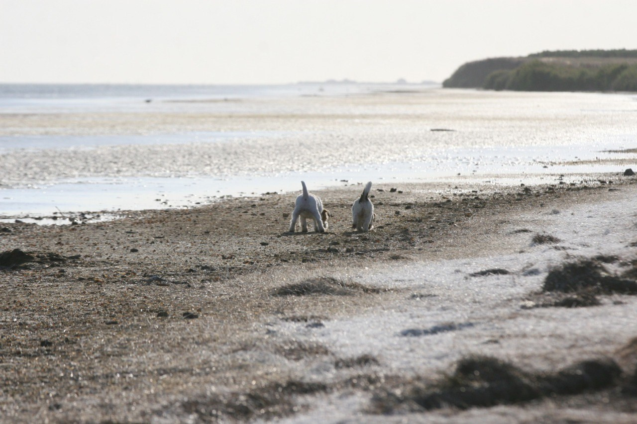 Жизнь питомника. Lovely-Orange питомник джек рассел терьеров