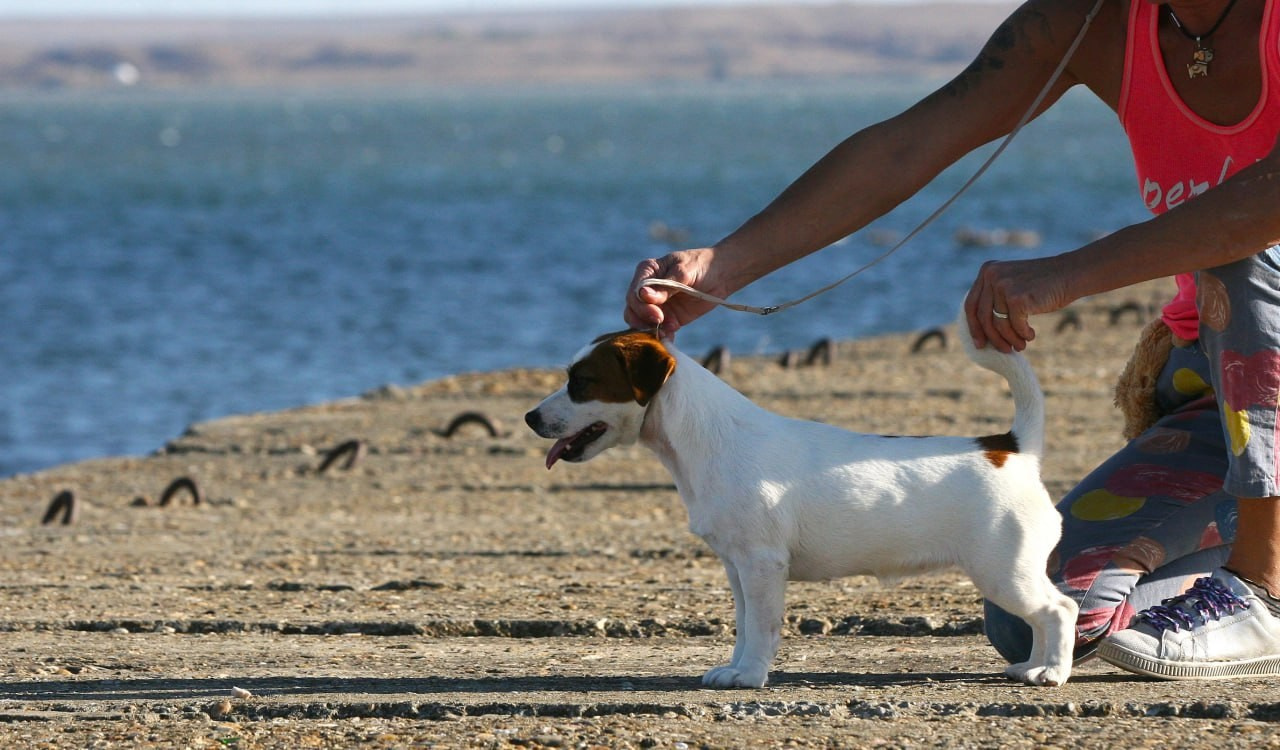 Lovely-Orange Avrora. Lovely-Orange питомник джек рассел терьеров