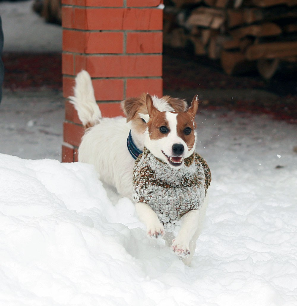 LOVELY-ORANGE HIT OF HIT. Lovely-Orange питомник джек рассел терьеров