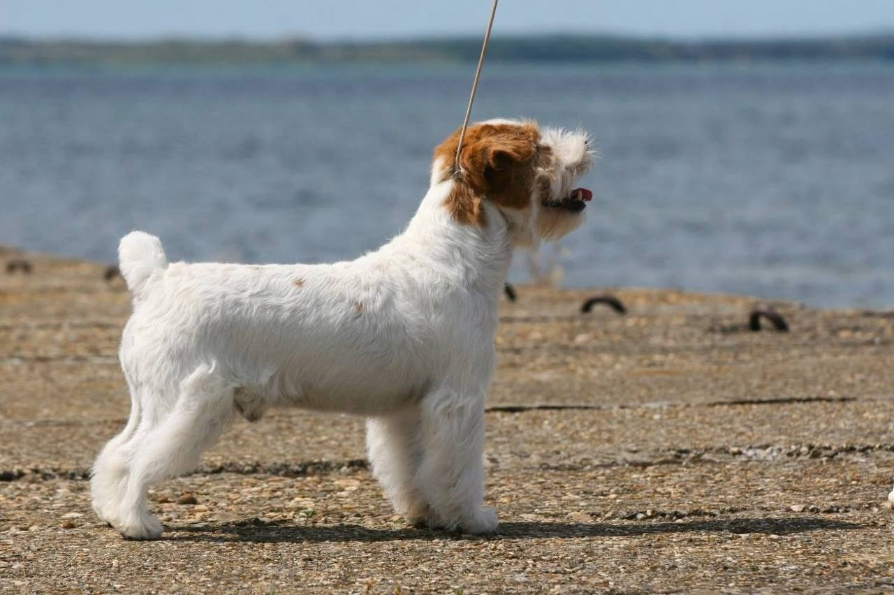 Lovely-Orange Mascarpone. Lovely-Orange питомник джек рассел терьеров