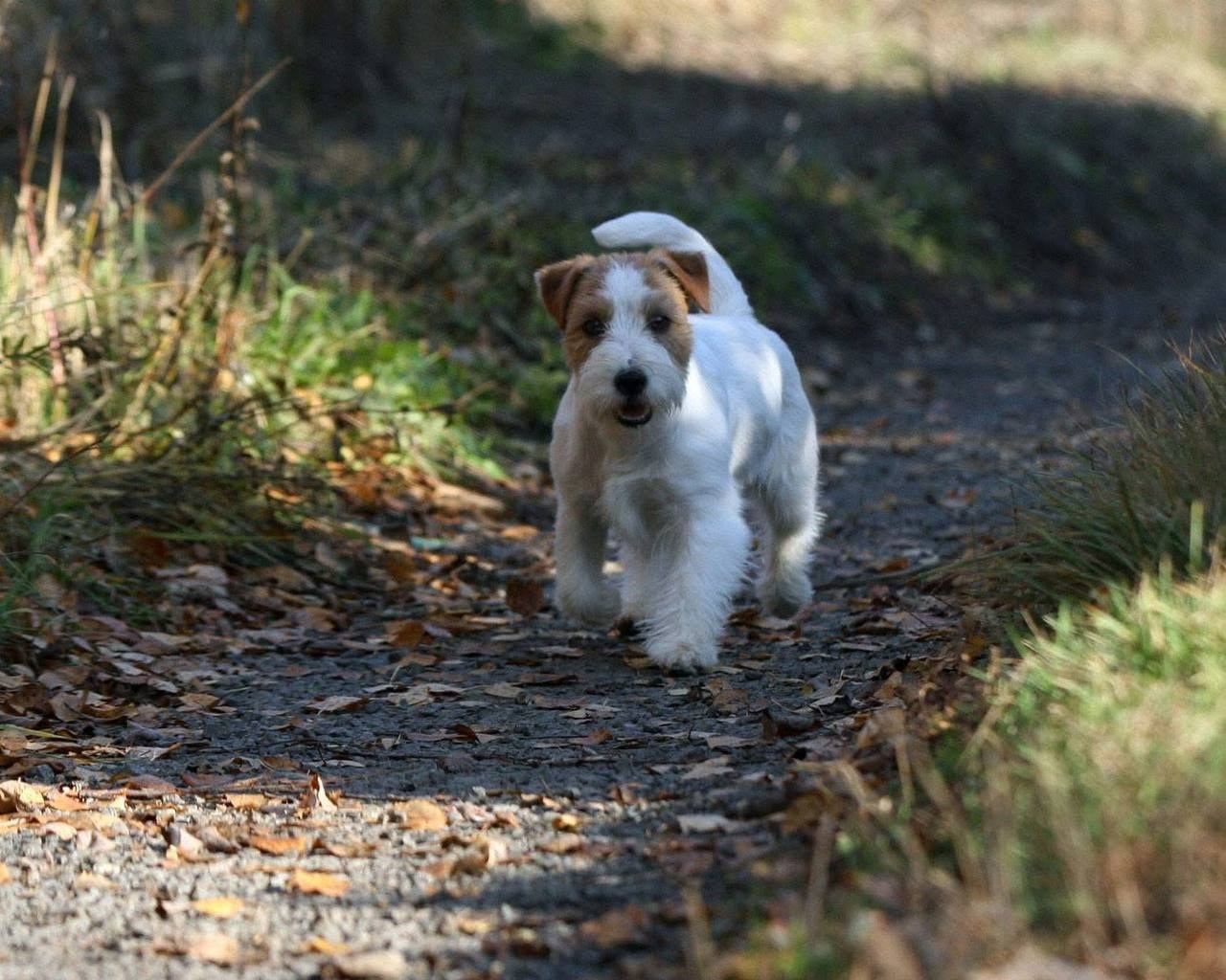 Lovely-Orange Mascarpone. Lovely-Orange питомник джек рассел терьеров