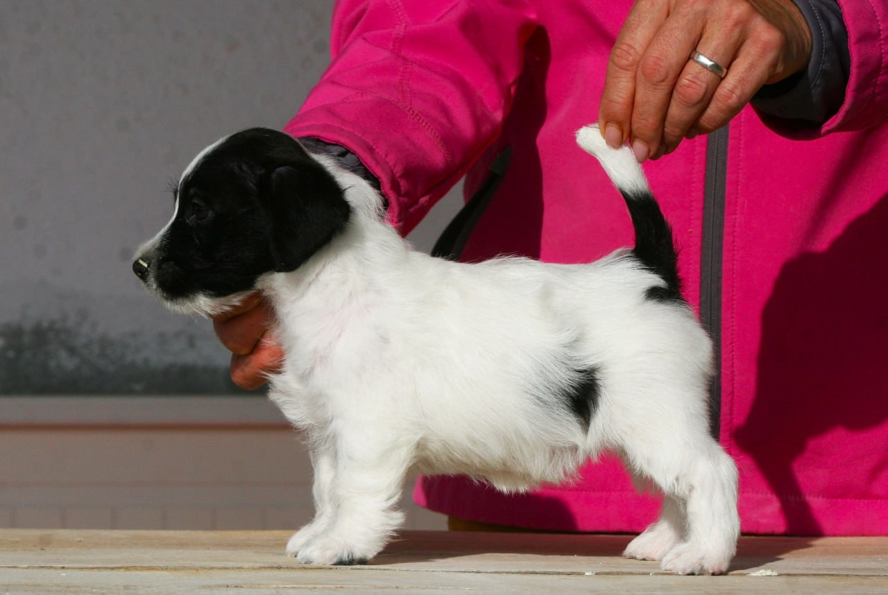 Сука 2. Lovely-Orange питомник джек рассел терьеров