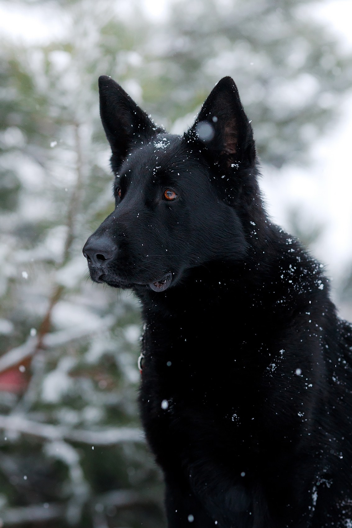 Зимние портреты. Фотограф-анималист Mary Mart — Москва, Питер