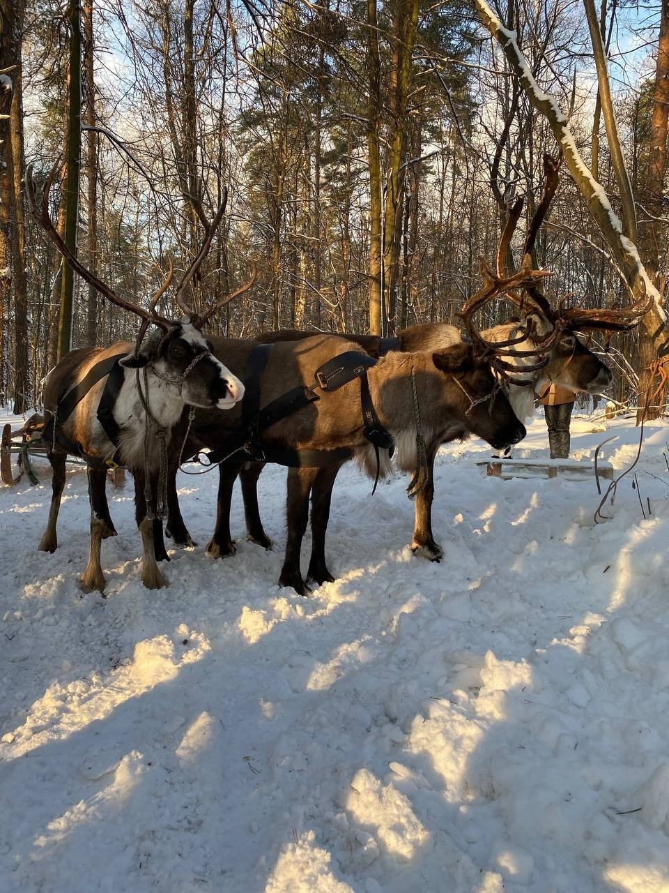 В гости к северным оленям | 02.12.2023. Галерея Фантим