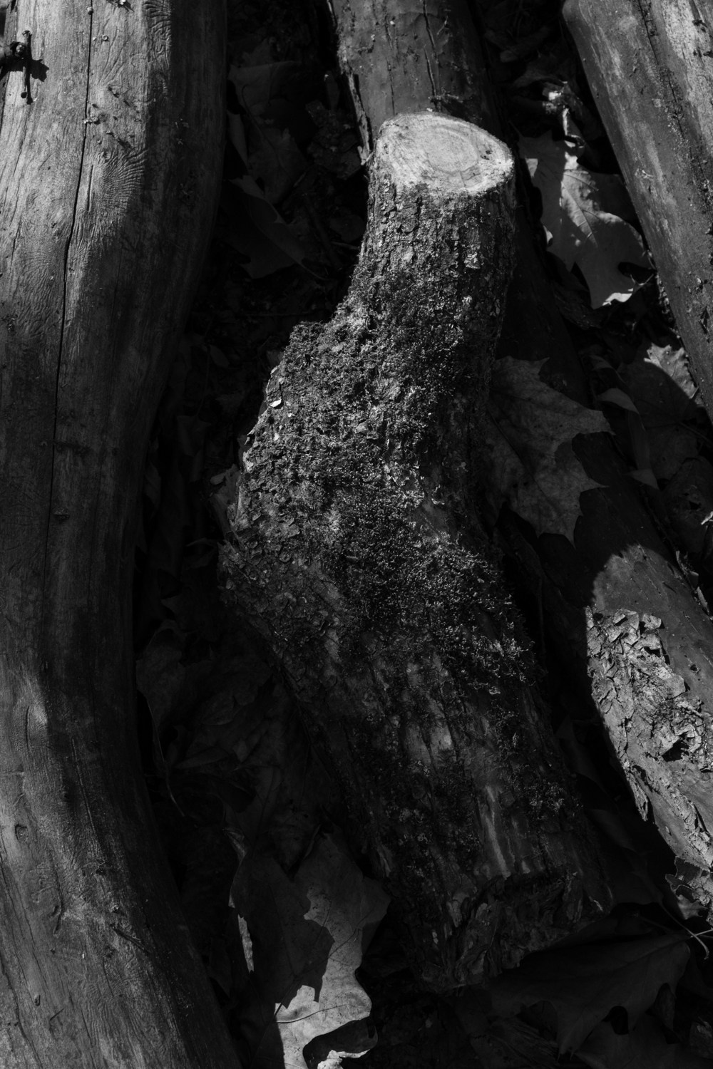 There is a branch in my shoulder. Maria Barakova