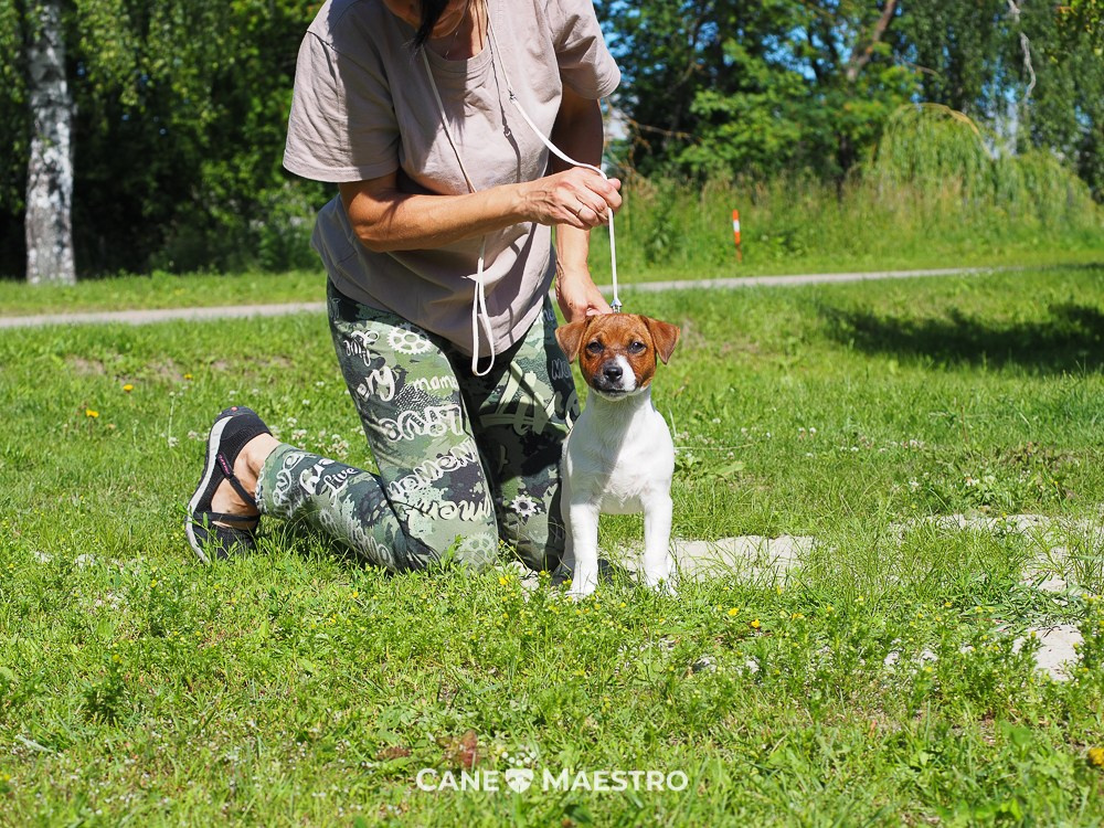 Мальчик 1 галерея. CANE MAESTRO — kennel Jack Russell Terrier