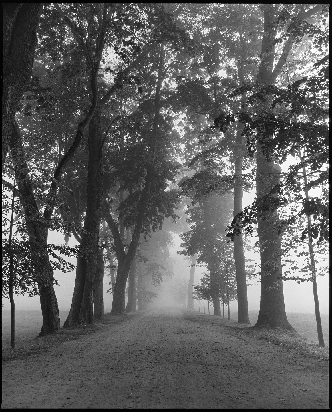 Аллея в усадьбе Огинского. Плёнка Ilford FP4 plus