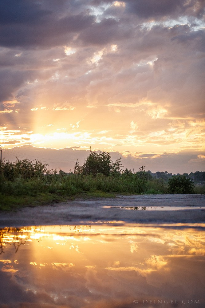 АСТ Федя, Пако и Ника. Фотограф-анималист Natalia Deingel | Фотосъемка собак в Москве