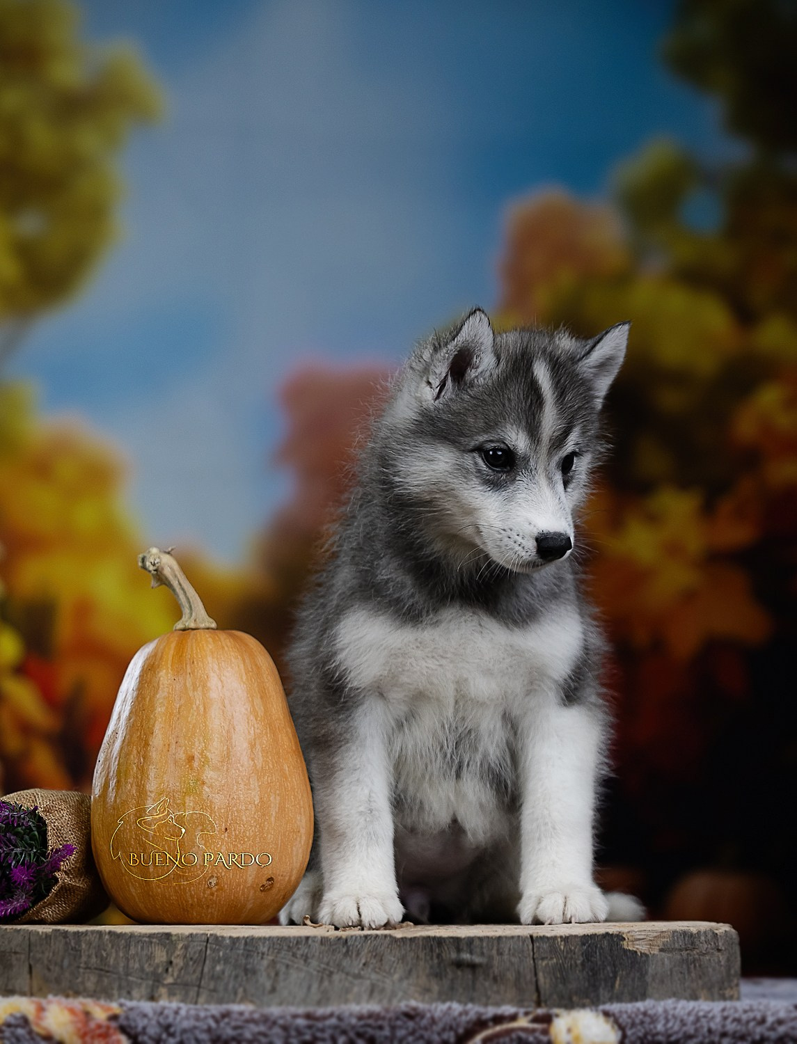 Щенки сибирского хаски из питомника. Питомник собак Акита, Хаски, Корги