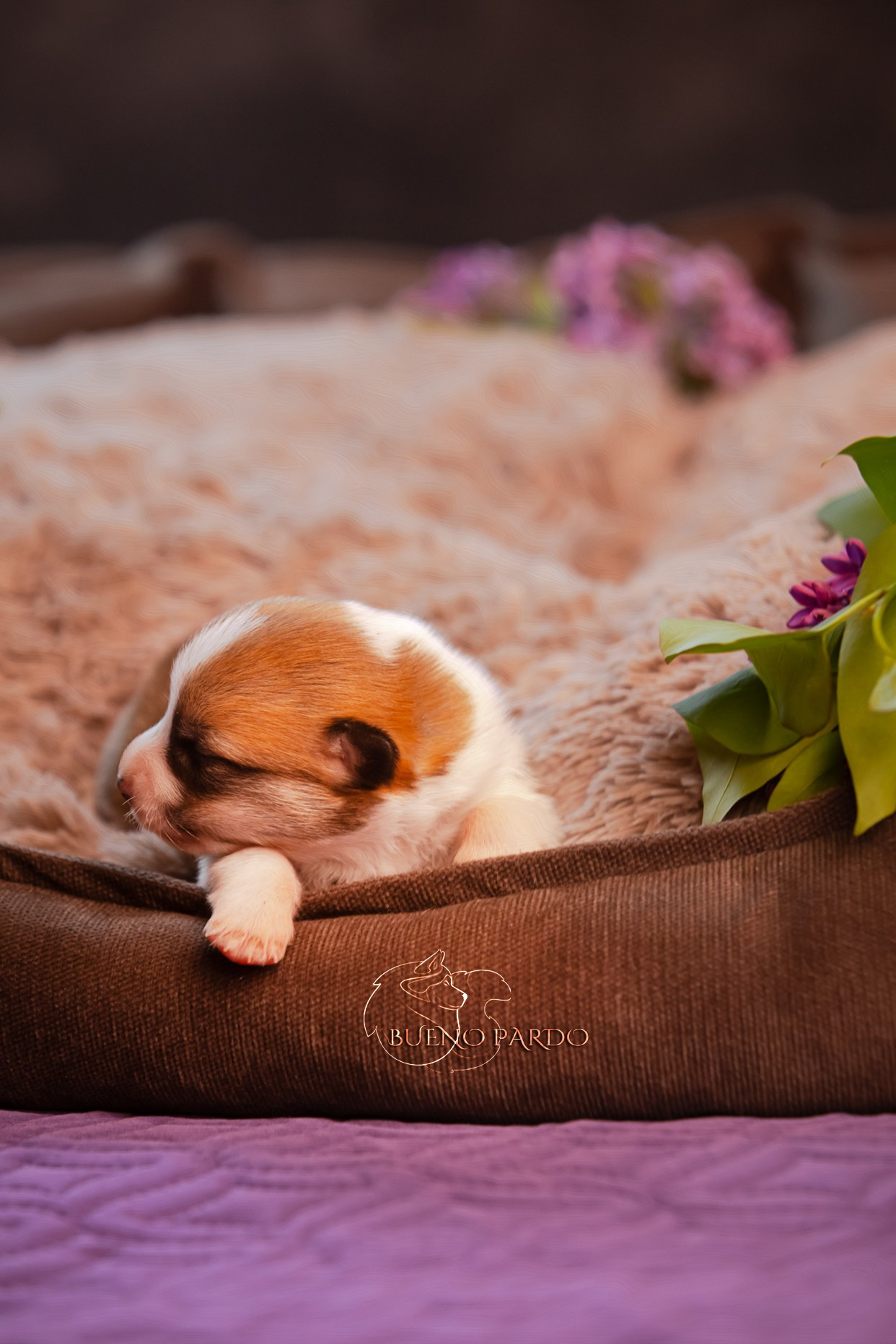 Щенки вельш корги пемброк из питомника. Питомник собак Акита, Хаски, Корги