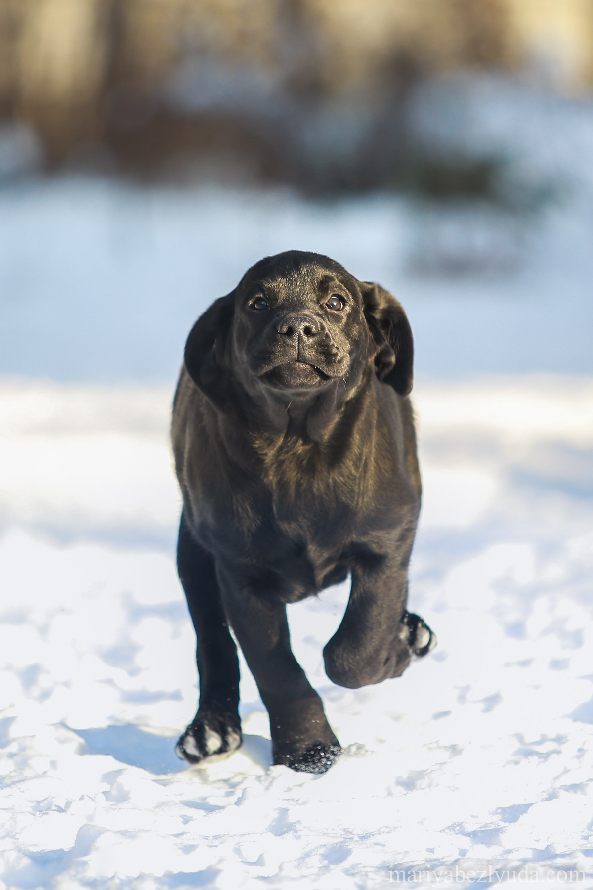 Щенки. Семейный и детский фотограф в Москве Мария Быкова