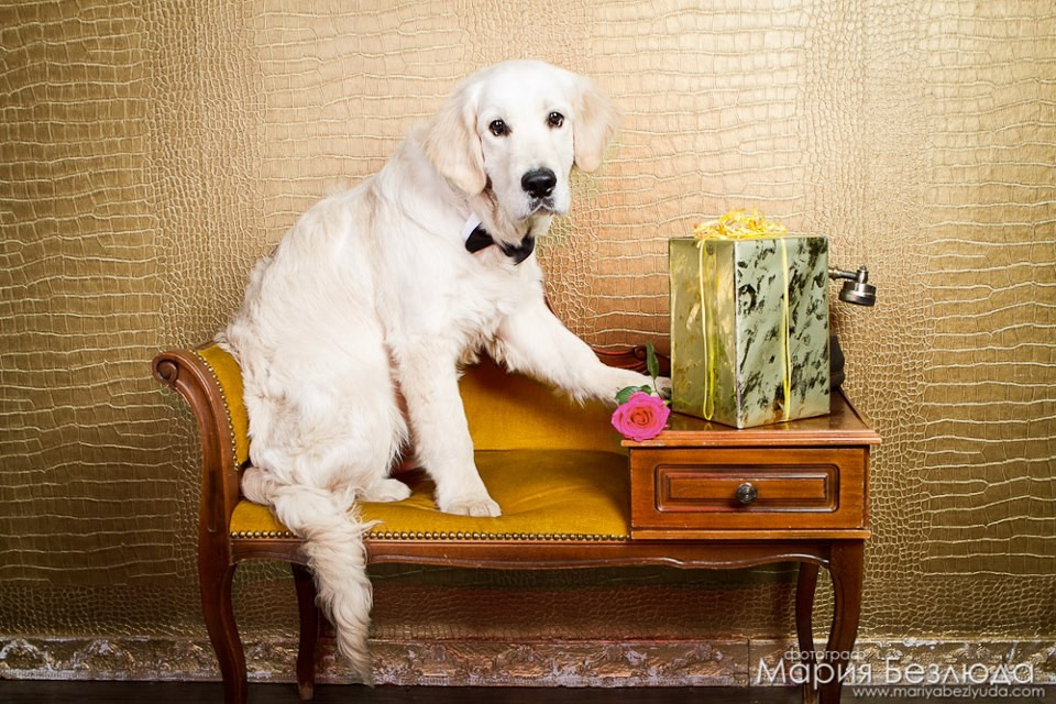 Щенки. Семейный и детский фотограф в Москве Мария Быкова