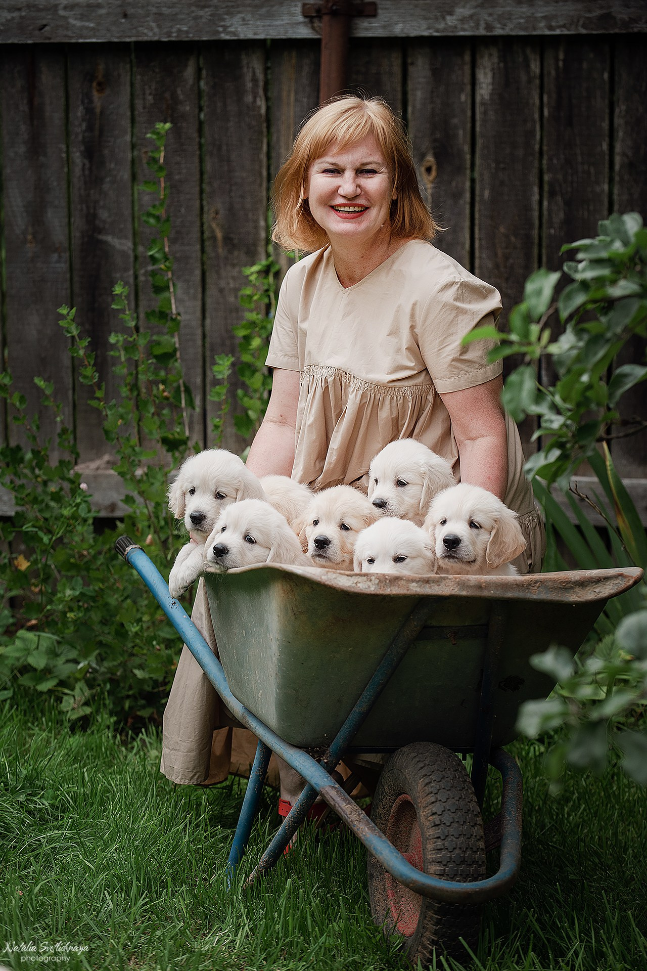 Голден ретривер (щенки). Фотограф-анималист Наталья Светличная