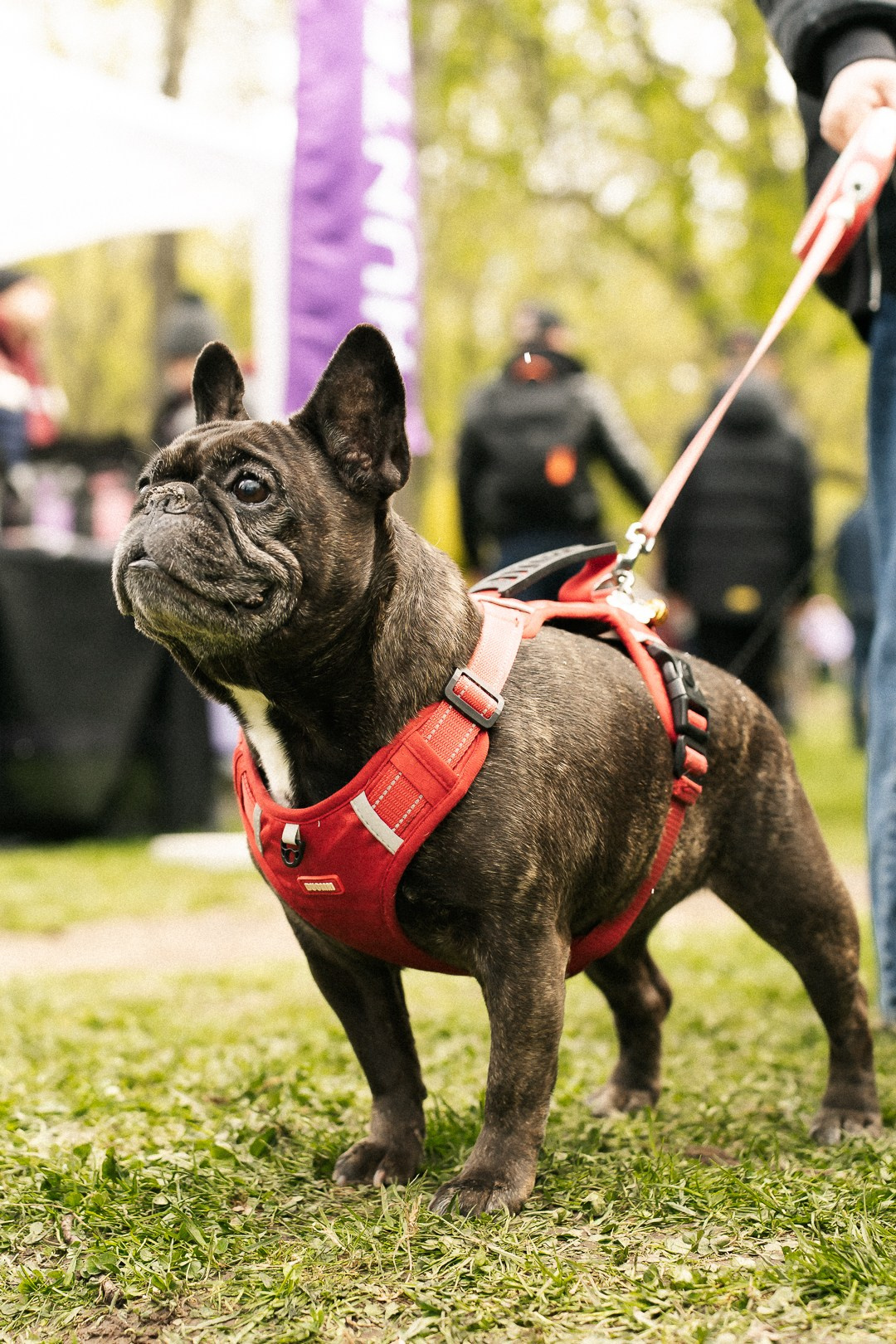 Парад Бульдогов. Axenov_eugene