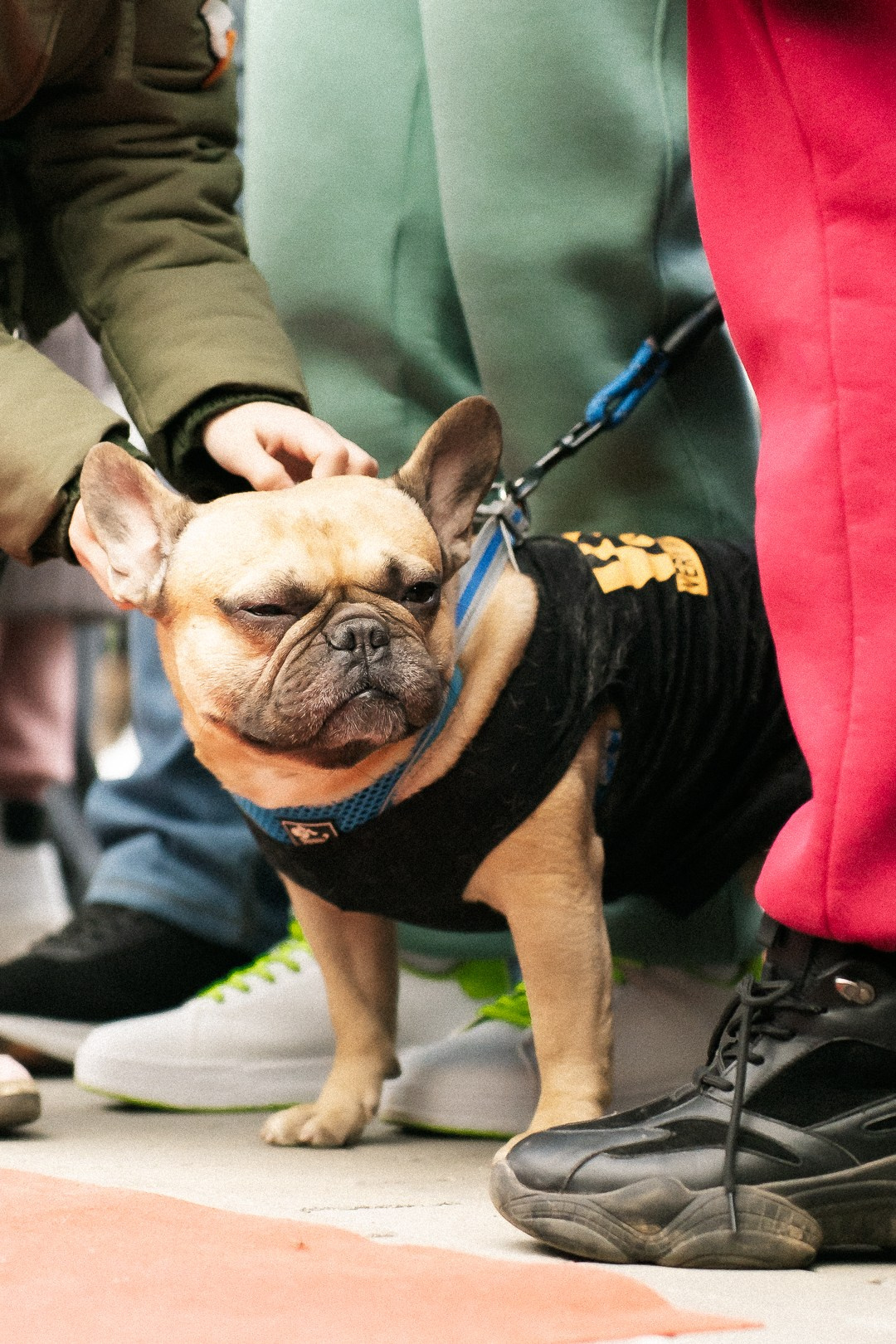 Парад Бульдогов. Axenov_eugene