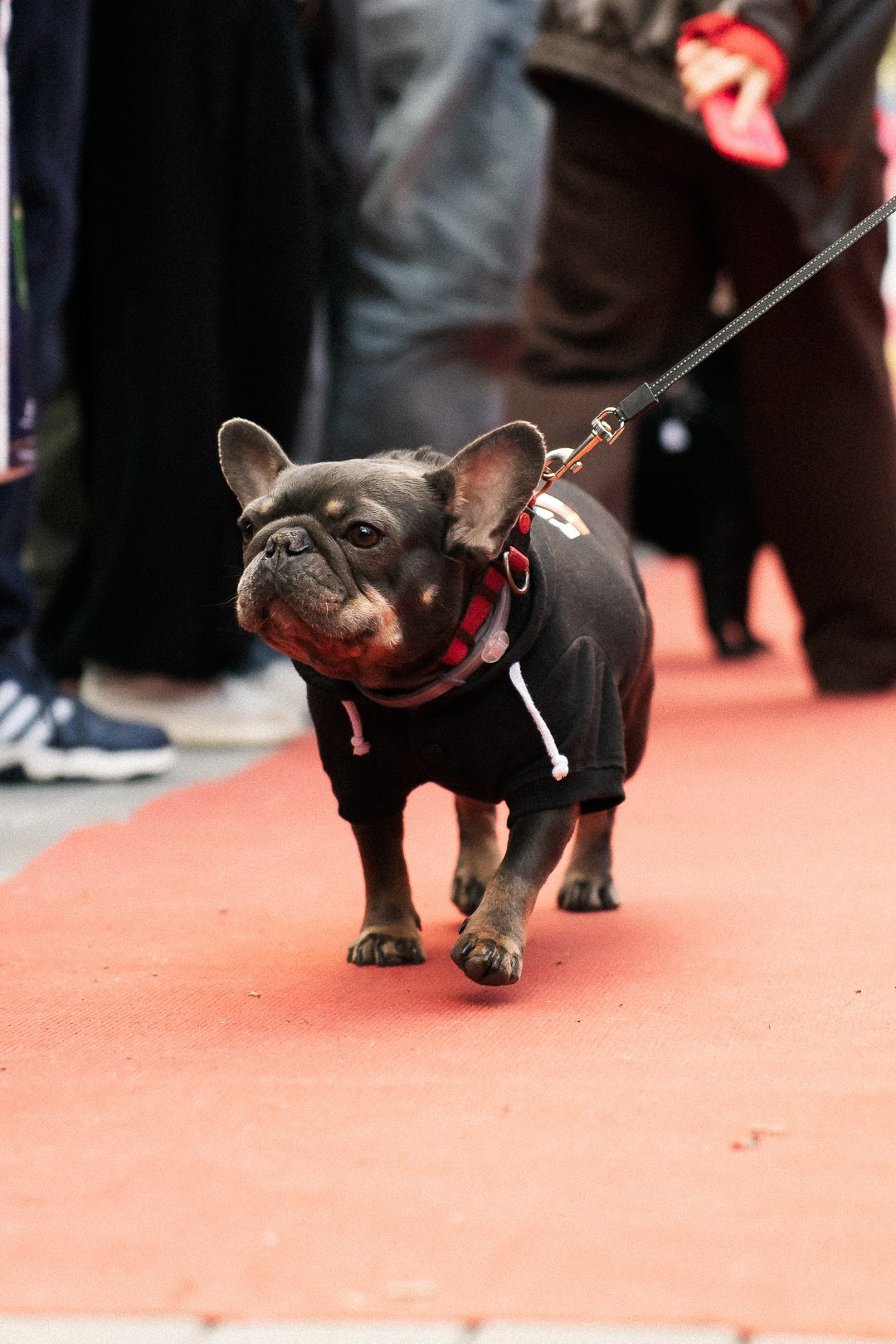 Парад Бульдогов. Axenov_eugene