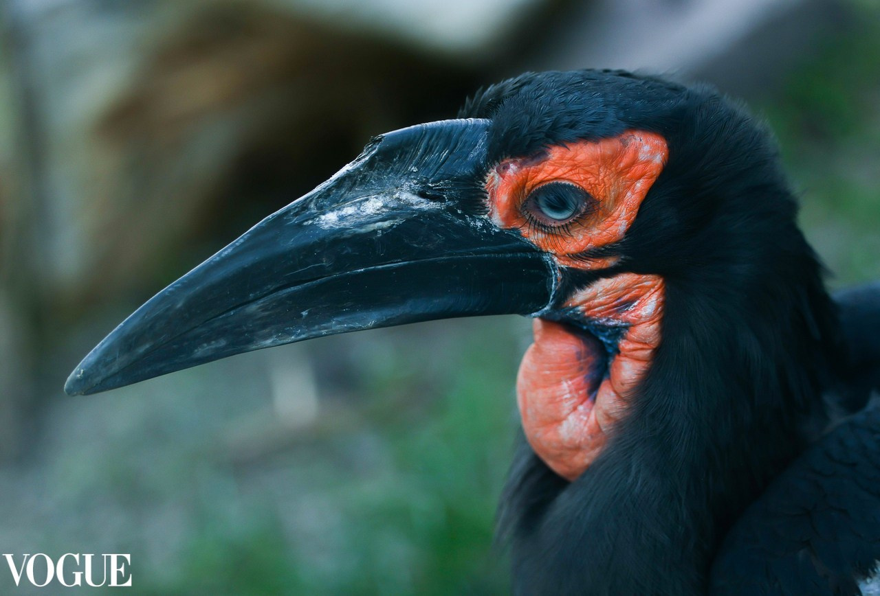 VOGUE. Репортажный, архитектурный, театральный и файн-арт фотограф Лена Мельникова в Москве