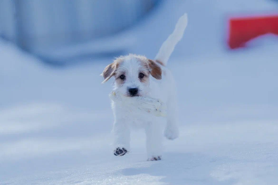 Сука 5. Lovely-Orange питомник джек рассел терьеров